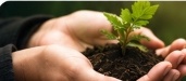 Hands nurturing seedling sprout